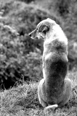 DOG-0016