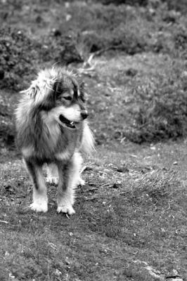 DOG-0017