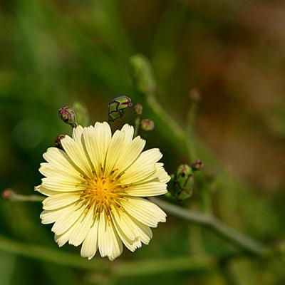 BOTANIC-0035