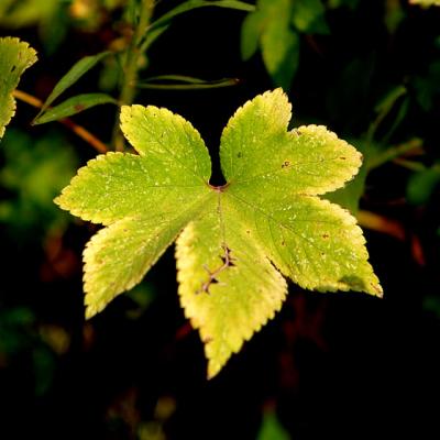 BOTANIC-0052