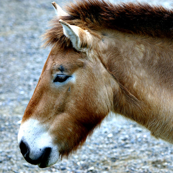 ZOO-0001