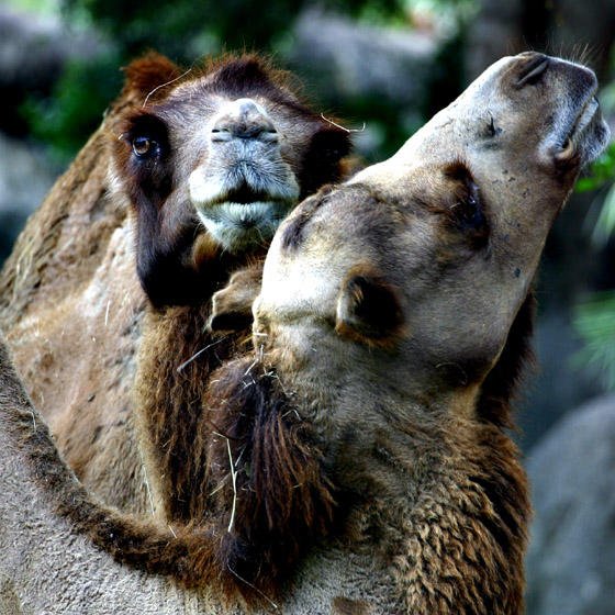 ZOO-0002