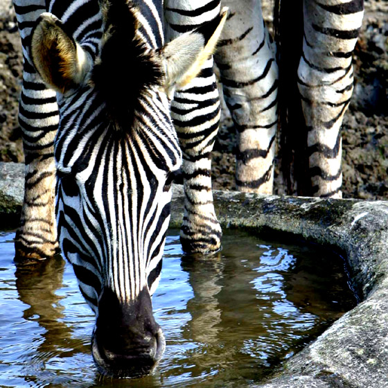 ZOO-0003