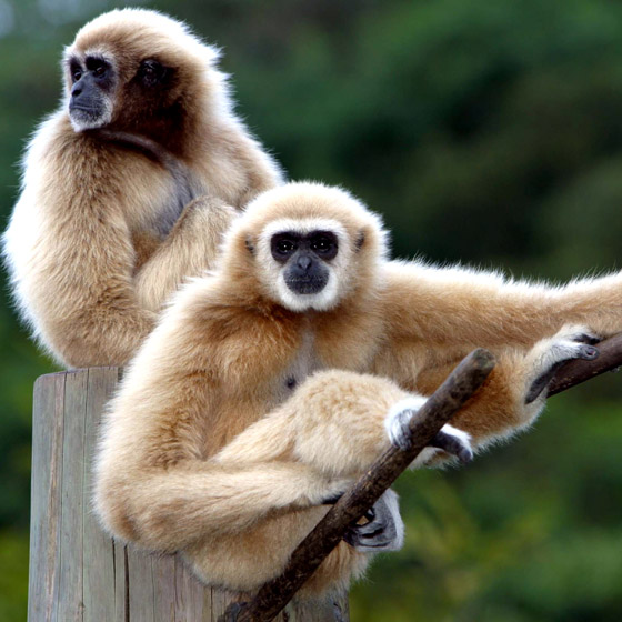 ZOO-0006