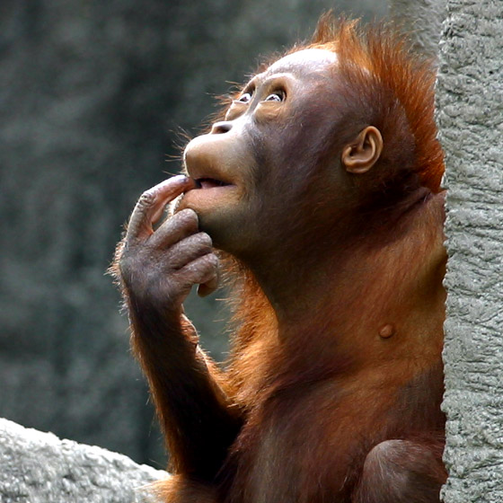 ZOO-0012