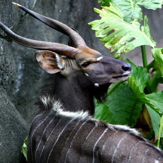 ZOO-0017