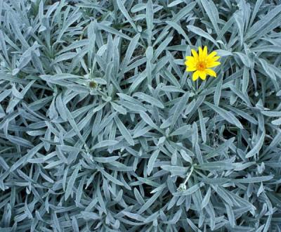 Yellow Flower.jpg