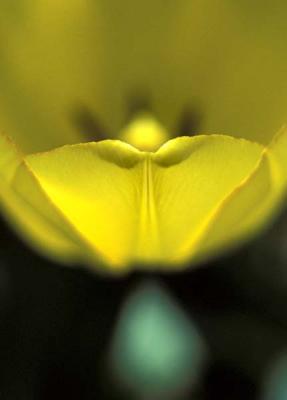 Yellow Tulip Abstract.jpg