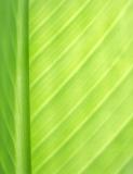 Leaf Detail.jpg