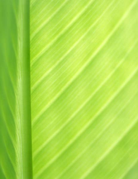 Leaf Detail.jpg