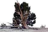 Tortured Trees of the Sierra Nevadas