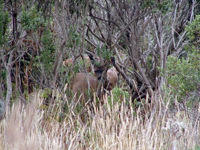 u33/bruce_miller/medium/21311753.Deer1.jpg