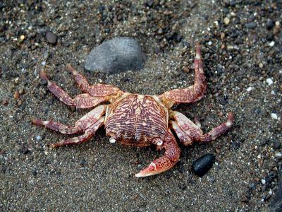 Crab.jpg
