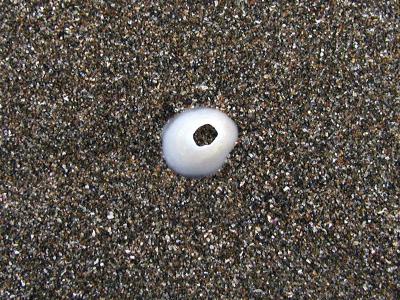 Shell1.jpg