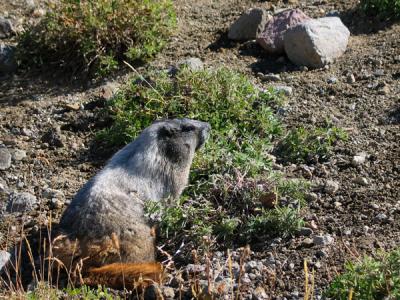 Marmot