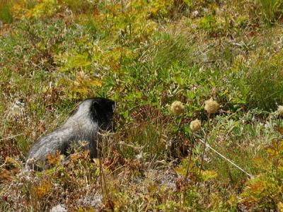 Little marmot