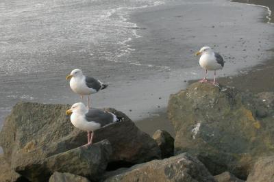 u33/camare/medium/21743062.SeaGulls_03.jpg