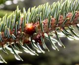 Dew drops on Fir