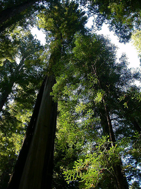 Redwoods
