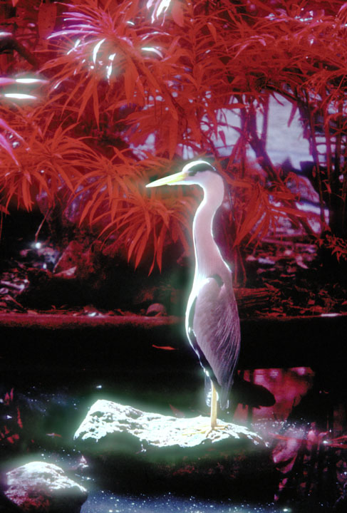Infrared film.
Chiang Mai zoo.