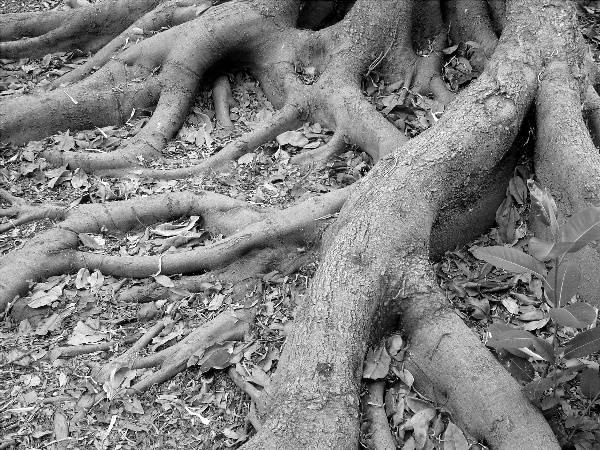 Roots Of Nature<br><br><br>