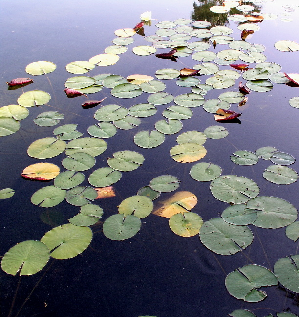 On The Surface