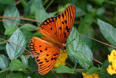 u33/canon_300d/medium/35986027.gulf_fritillary_0742.jpg