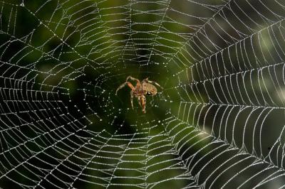 Oh What a tangled web.jpg