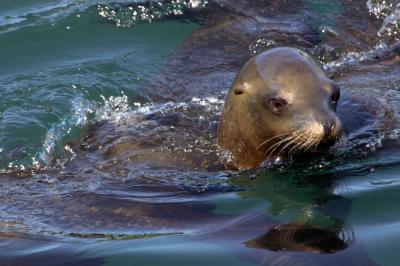 u33/canyonlu/medium/21358432.SealPupinMontereyBay.jpg