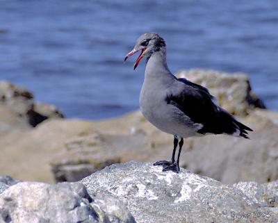 u33/canyonlu/medium/21735490.Seagull.jpg