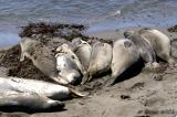 Seals Sunning at San Simeon.jpg