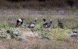 Wild-turkey-on-roadside