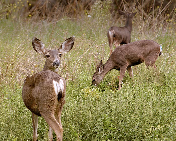 DSC_4324-trio.jpg