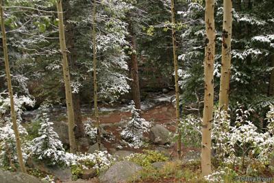 Stream with snowy trees.