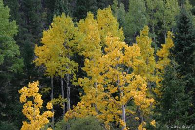 Aspens changing to their fall colors.