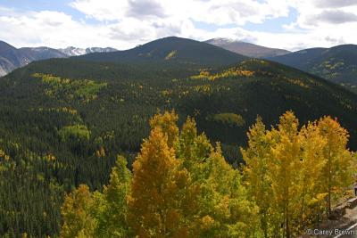Aspens changing to their fall colors in the mountains of Colorado.
