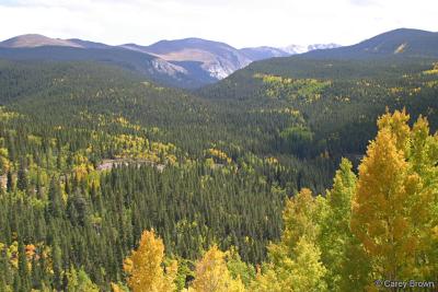 Aspen changing to their fall colors in the mountains of Colorado.