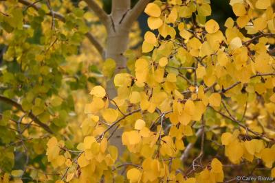 Close up of aspen tree changing to its fall colors.