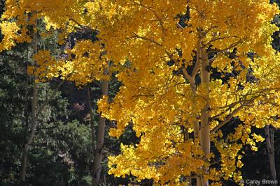 Fall aspen trees