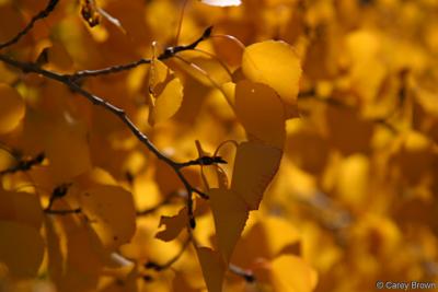 Close up of fall aspen leaves