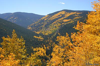 A mountain side of yellow aspen trees