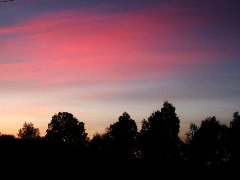 Sunset and  tree silhouettes