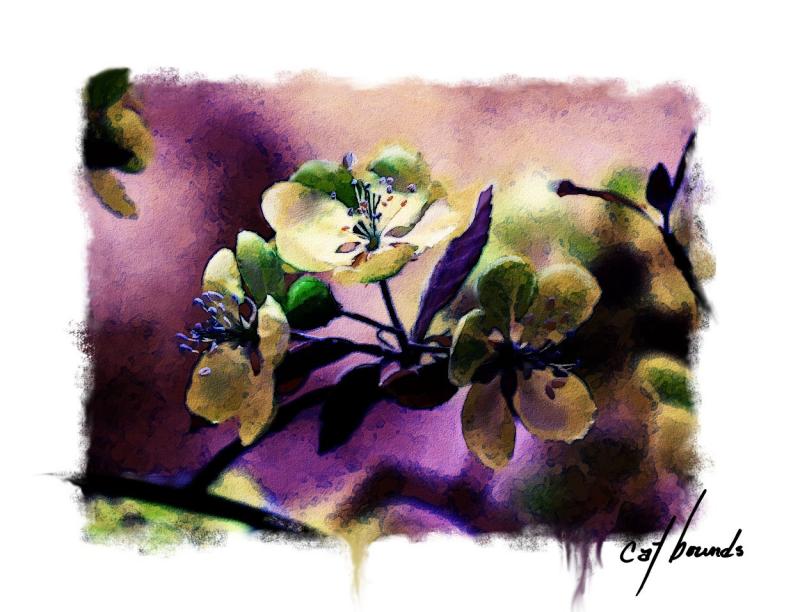 moonlight apple blossoms-.jpg