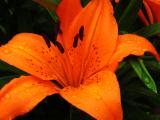 Orange lilies.jpg