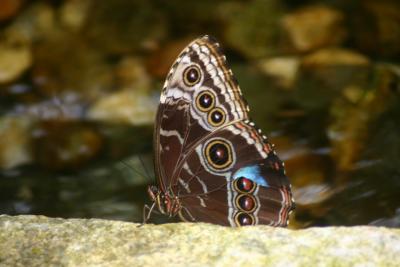 Common Blue Morpho 04.JPG