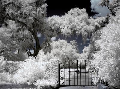 Brookgreen Gardens infrared 12