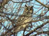 Long-eared Owl
