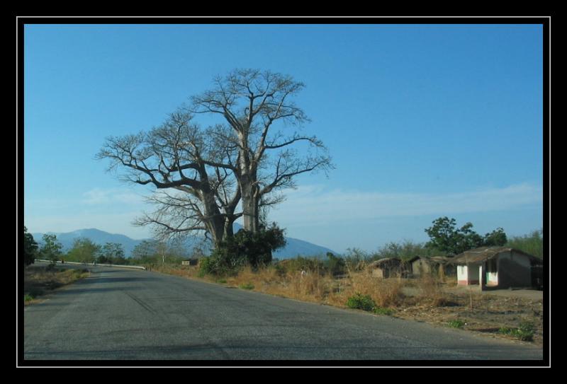 Baobab