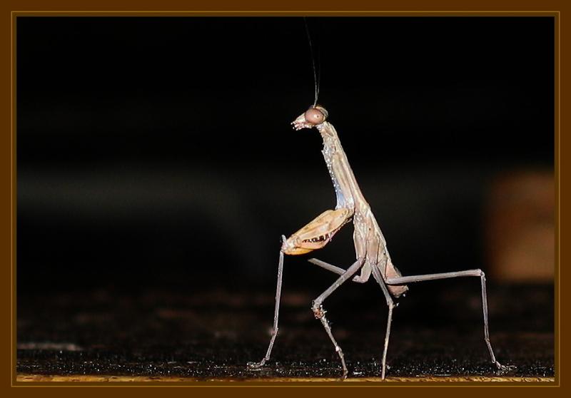 praying mantis