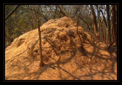 Termite hill